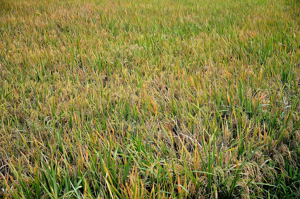 Rain-fed paddy field