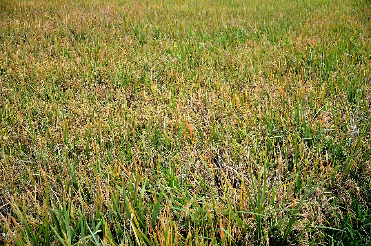 Rain-fed paddy field