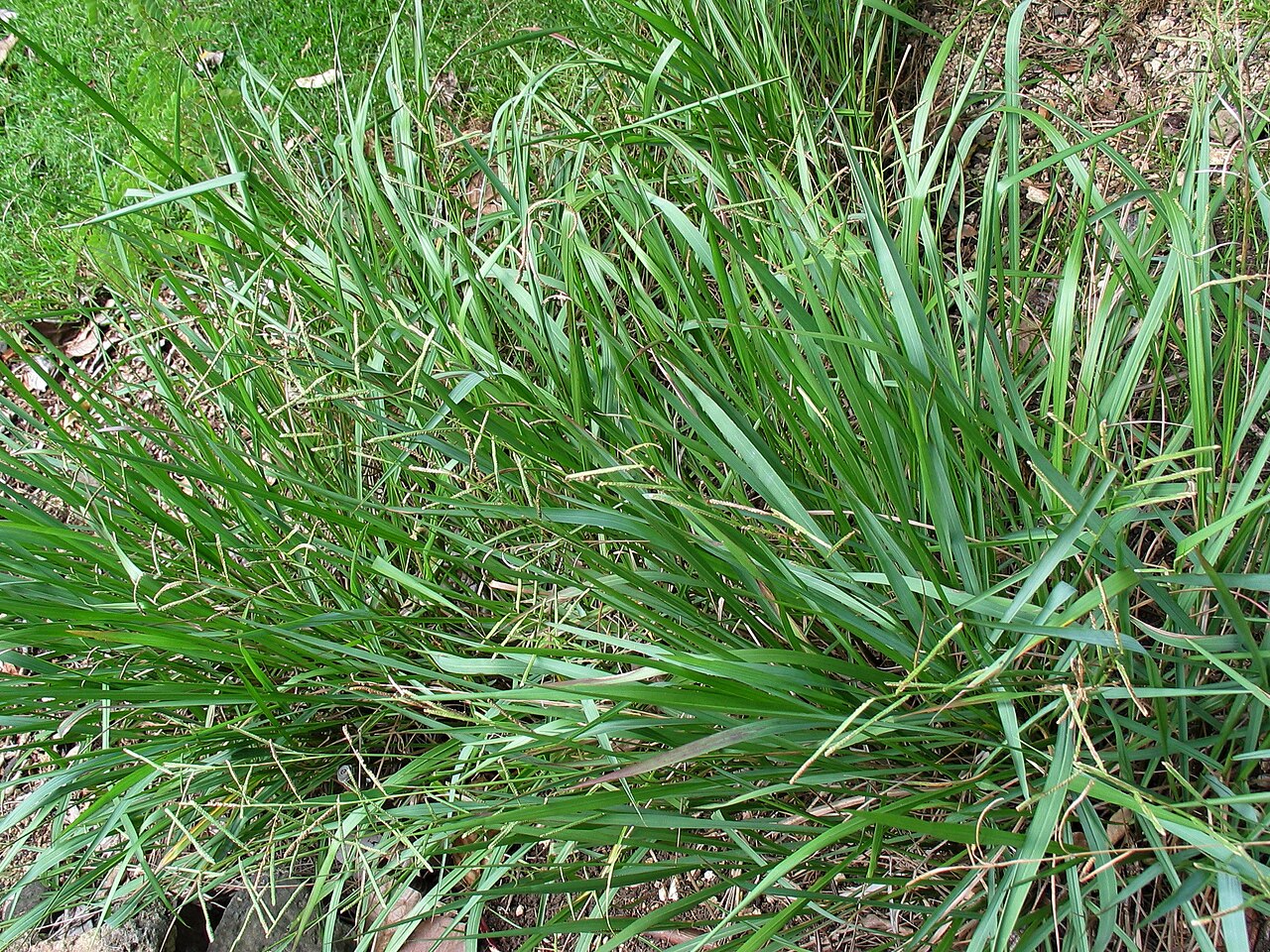 Kodo millet growing
