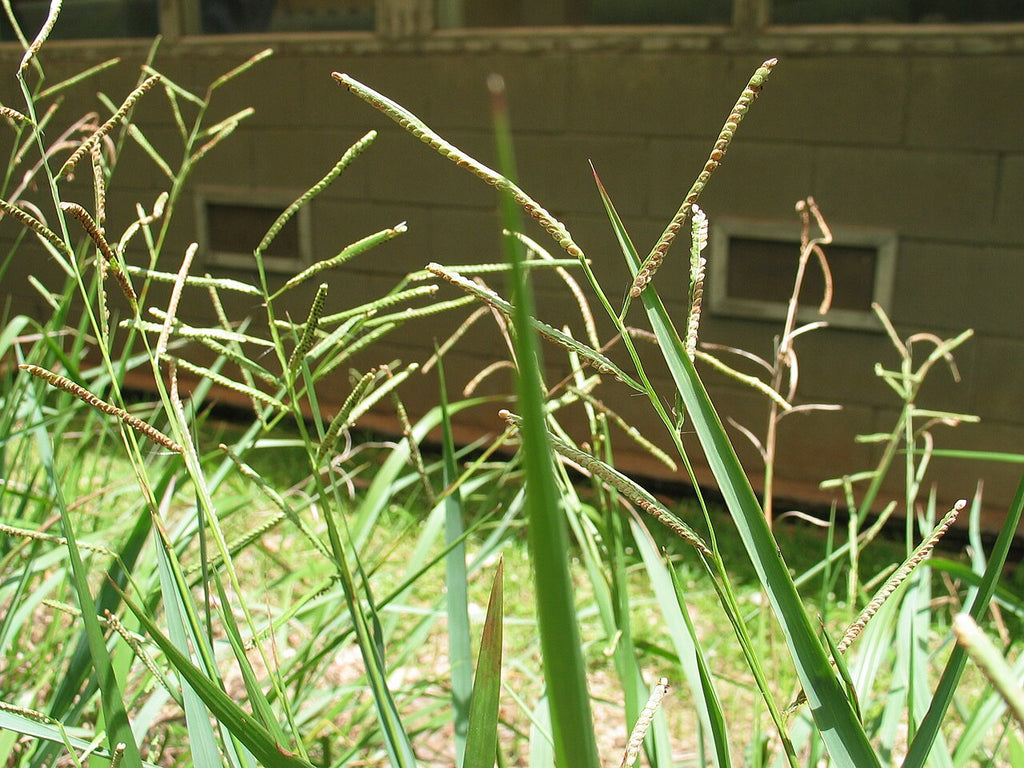 Kodo millet seedhead