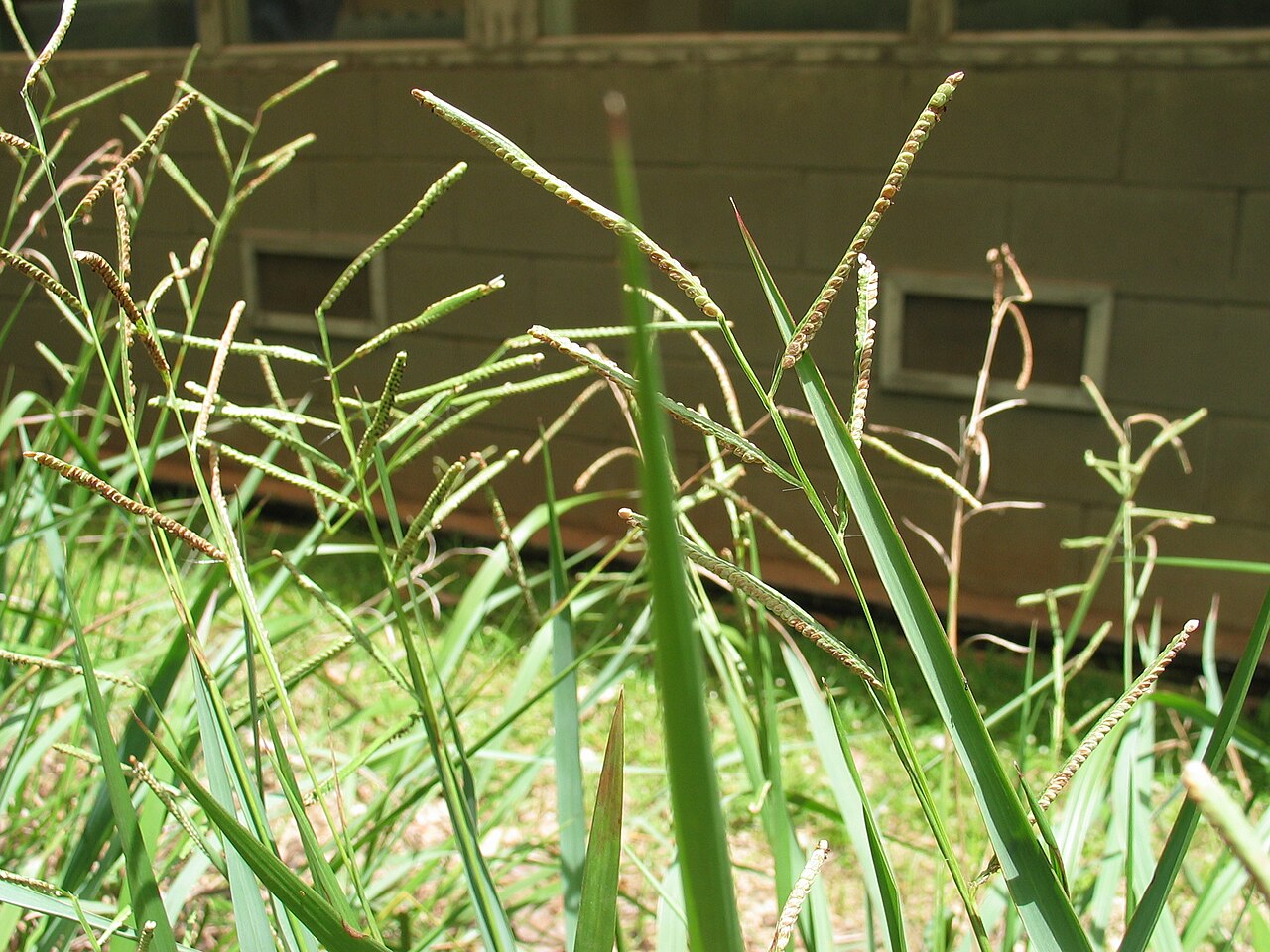 Kodo millet seedhead