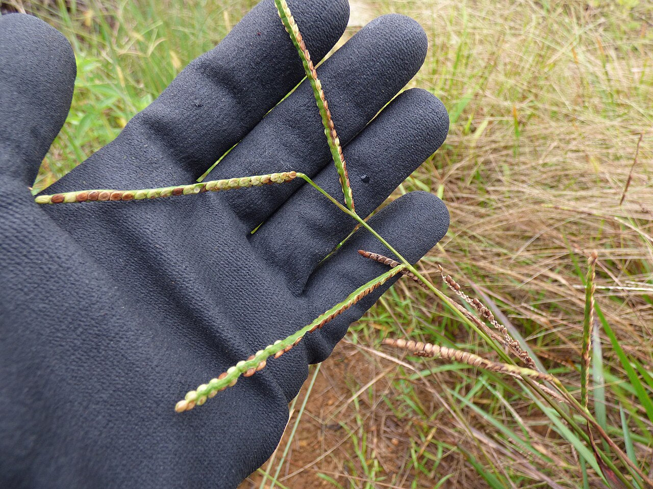 Kodo millet plant