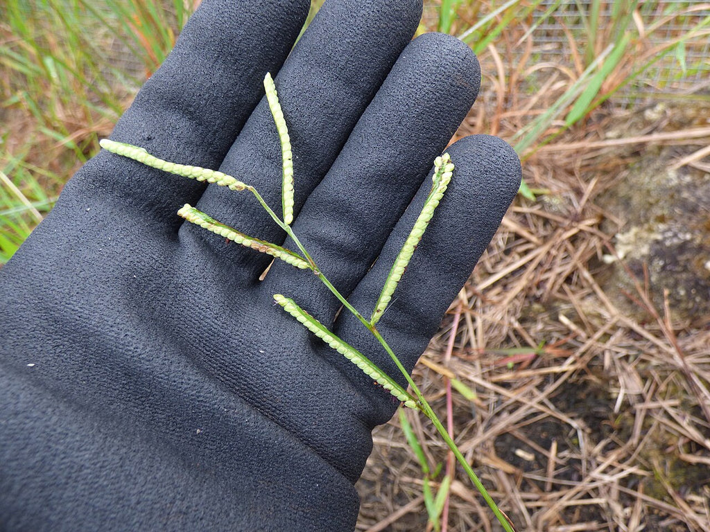 Kodo millet seedheads
