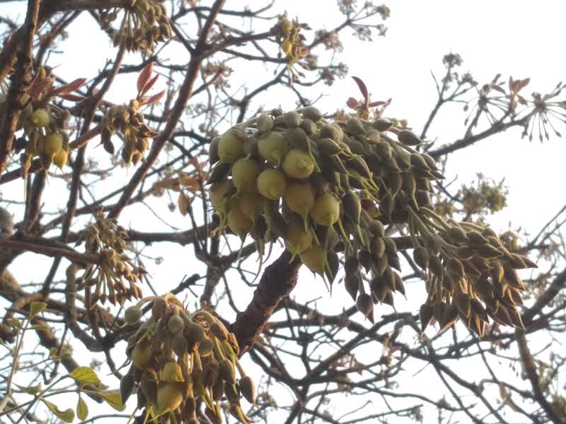 Mahua flowers