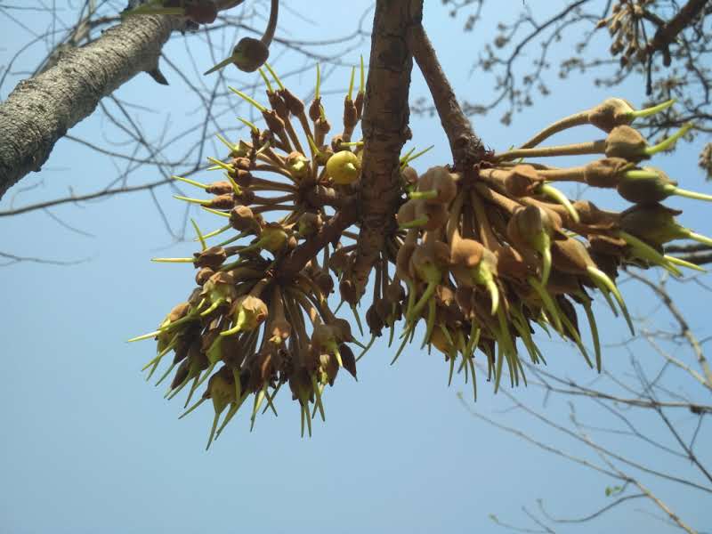 Mahua blossoms