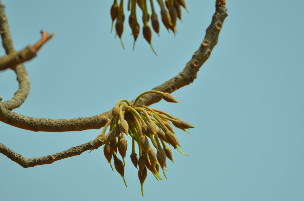 Mahua at Kanha forest
