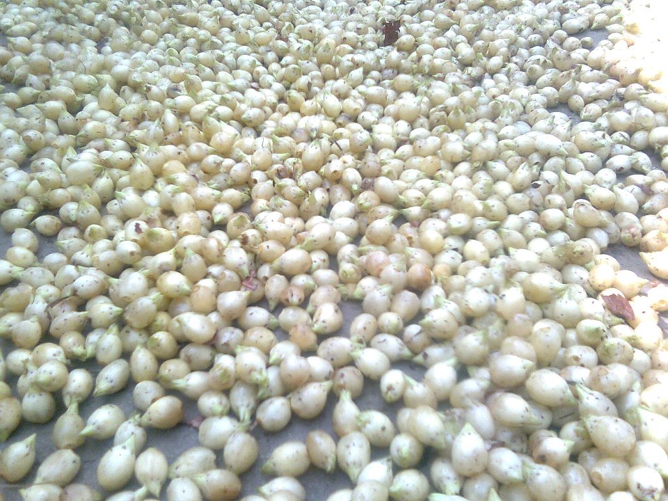 Mahua tree of Odisha